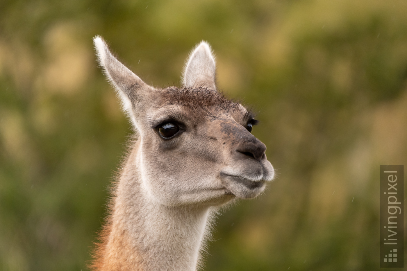 Guanako (Guanaco)