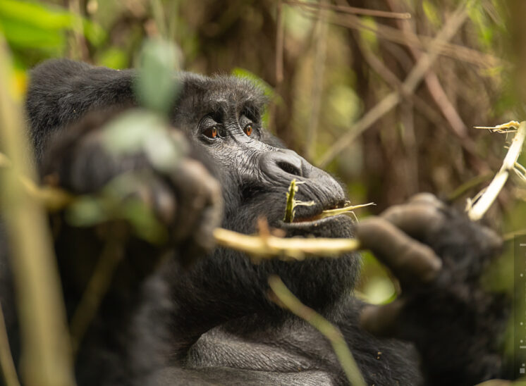 Berggorilla (Mountain gorilla)