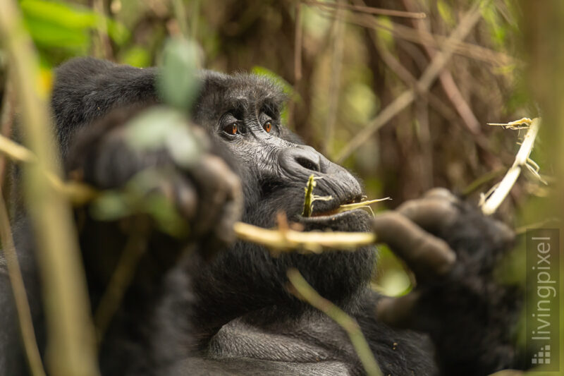 Berggorilla (Mountain gorilla)