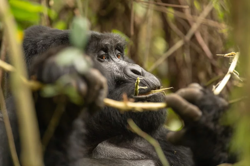 Berggorilla (Mountain gorilla)