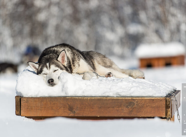 Husky Schlitten-Tour, Relaxen