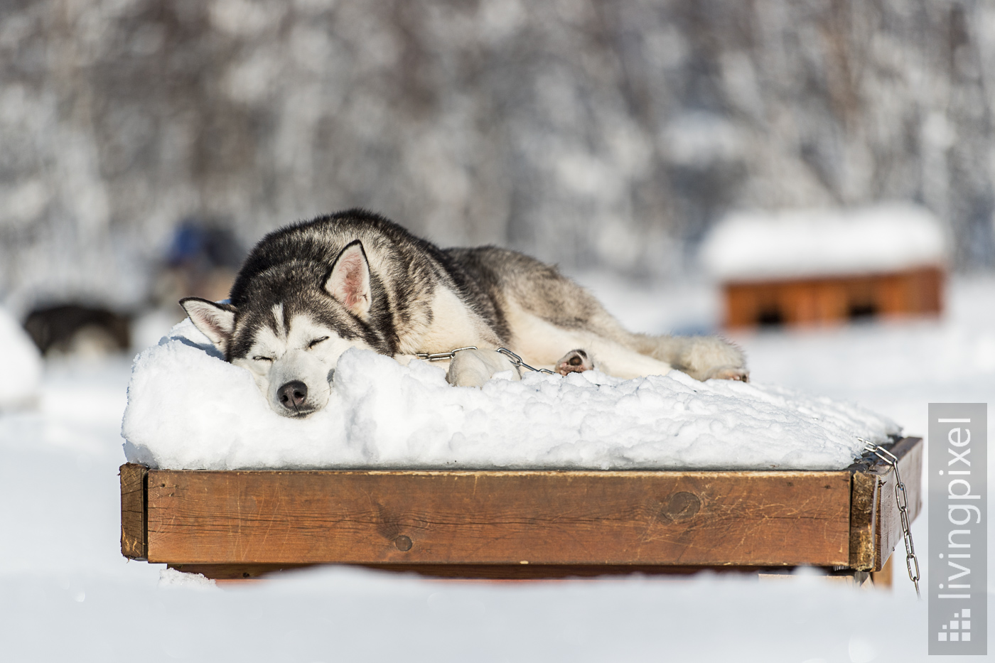 Husky Schlitten-Tour, Relaxen