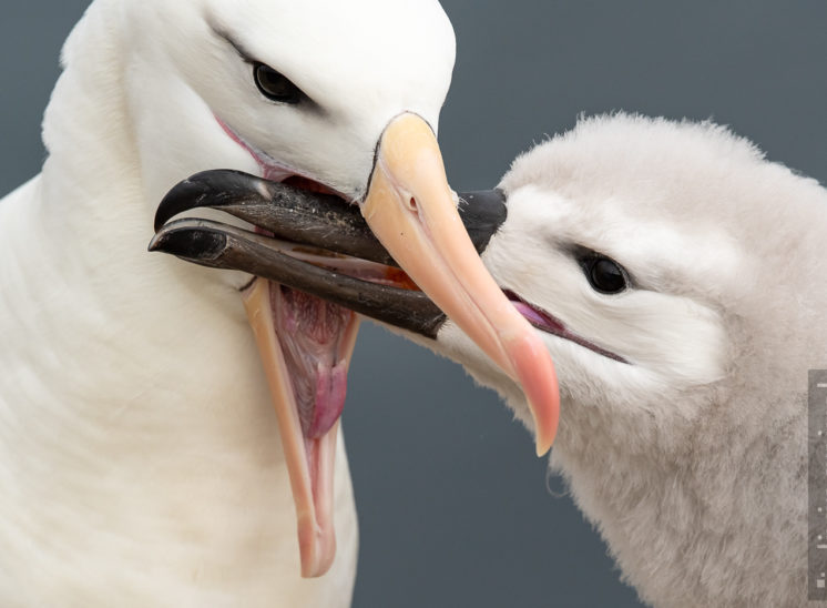 Schwarzbrauenalbatros (Black-browed albatross)