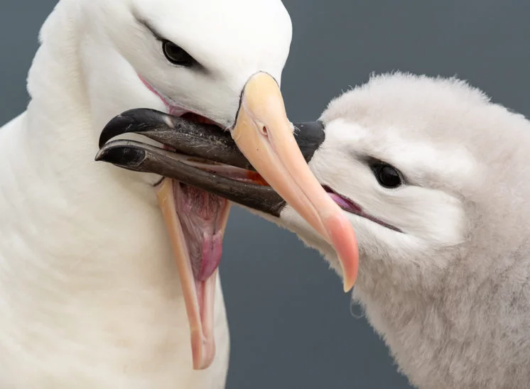 Schwarzbrauenalbatros (Black-browed albatross)