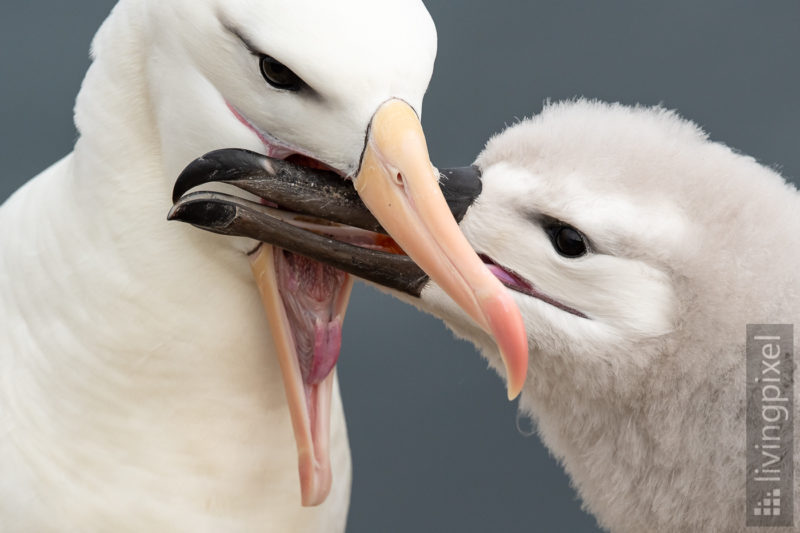 Schwarzbrauenalbatros (Black-browed albatross)