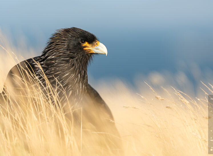 Falklandkarakara (Striated caracara)