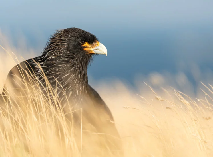 Falklandkarakara (Striated caracara)