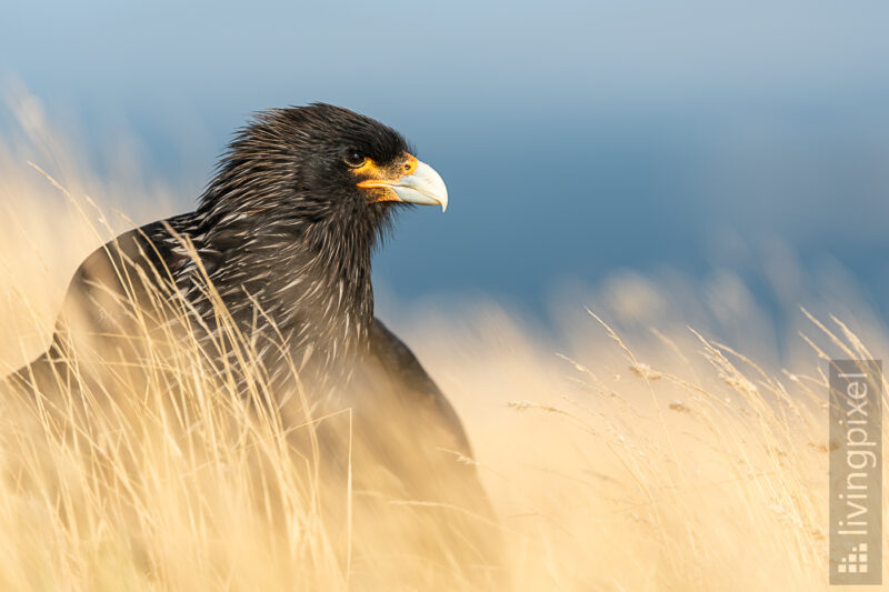 Falklandkarakara (Striated caracara)