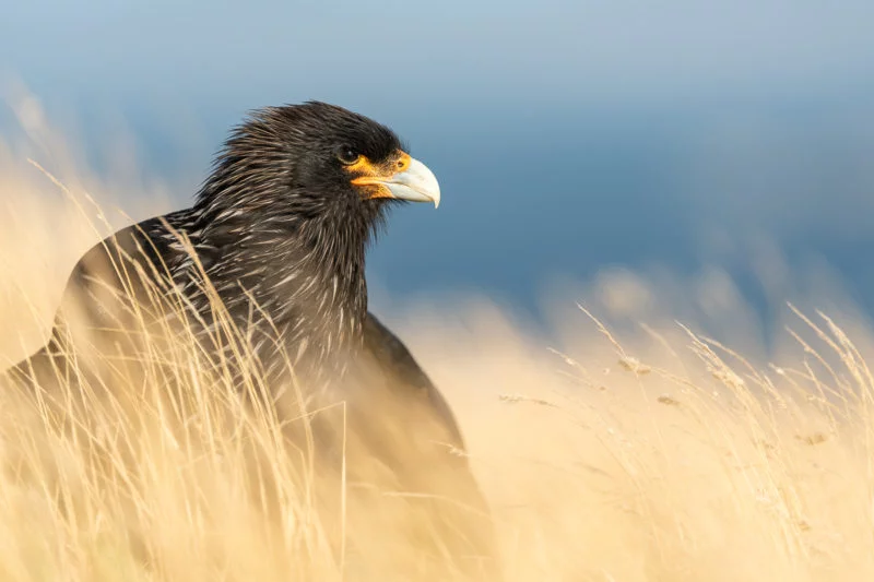 Falklandkarakara (Striated caracara)