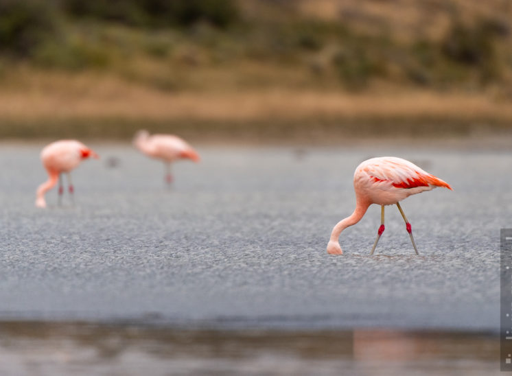 Chileflamingo Chilean flamingo)