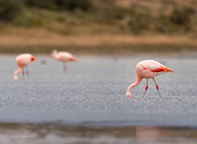 Chileflamingo Chilean flamingo)