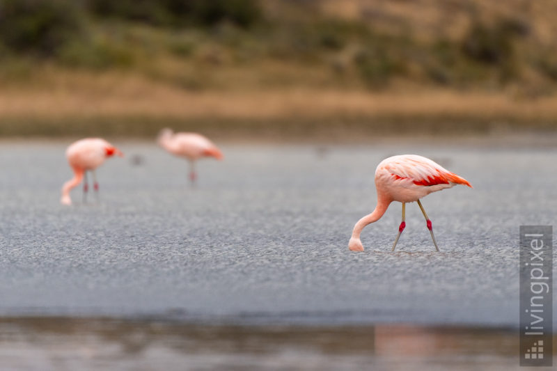 Chileflamingo Chilean flamingo)