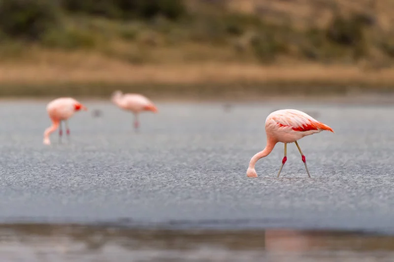 Chileflamingo Chilean flamingo)