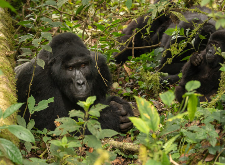 Berggorilla (Mountain gorilla)