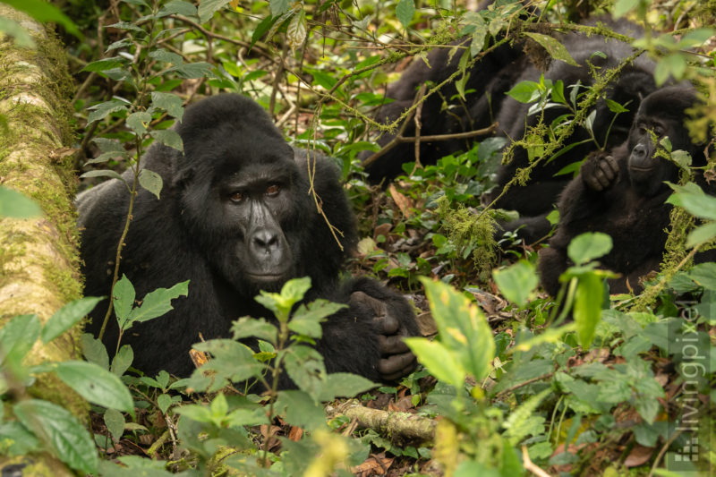 Berggorilla (Mountain gorilla)