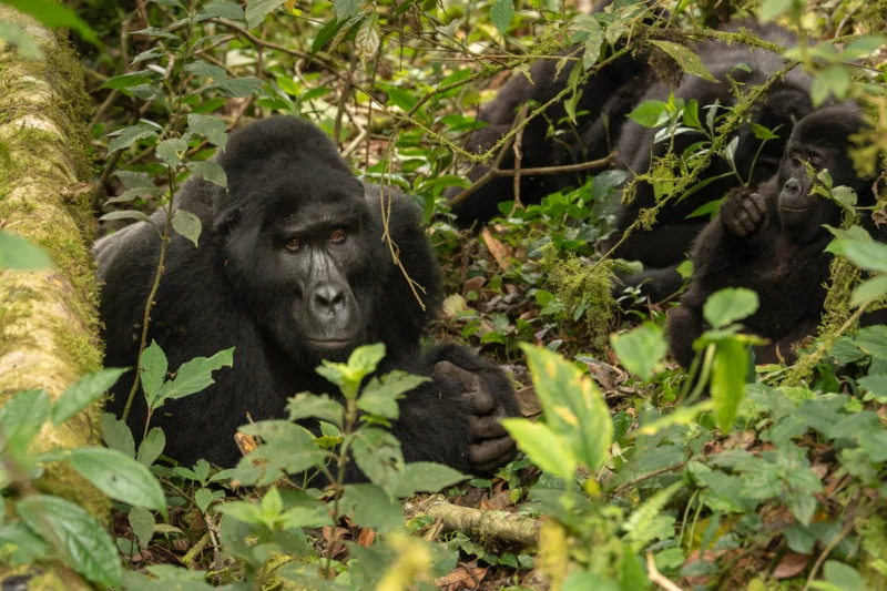 Berggorilla (Mountain gorilla)