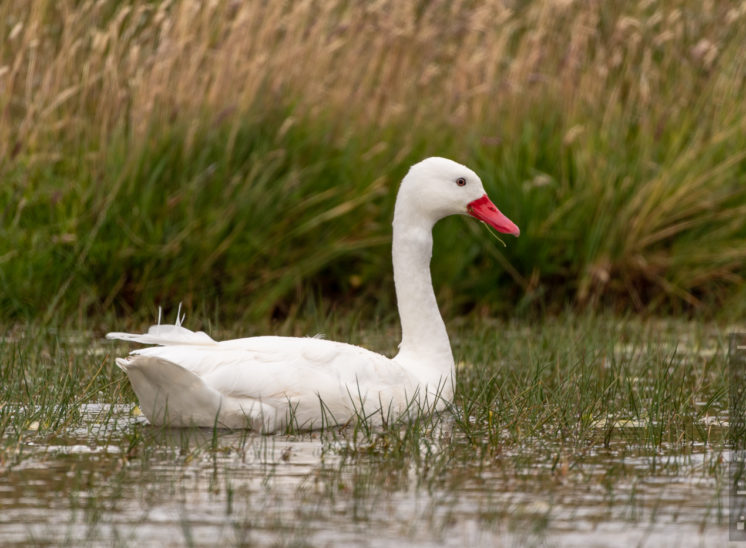 Coscorobaschwan (Coscoroba swan)