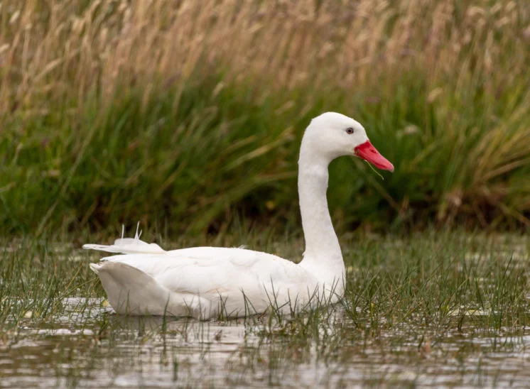 Coscorobaschwan (Coscoroba swan)