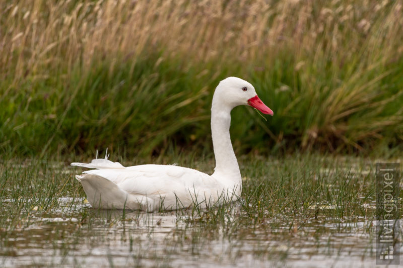 Coscorobaschwan (Coscoroba swan)