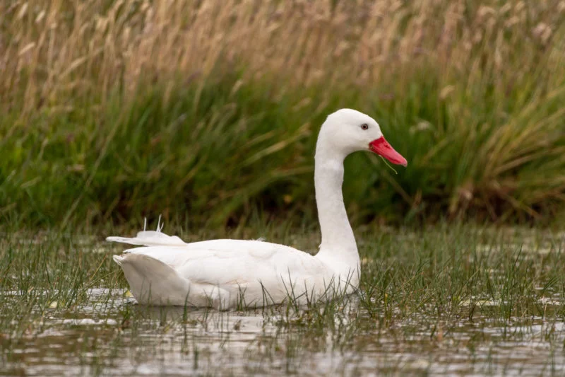 Coscorobaschwan (Coscoroba swan)