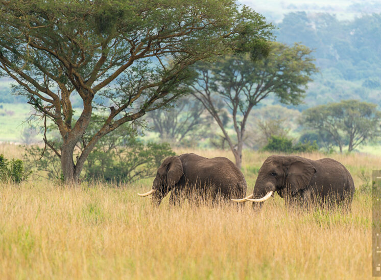 Elefant (Elephant)