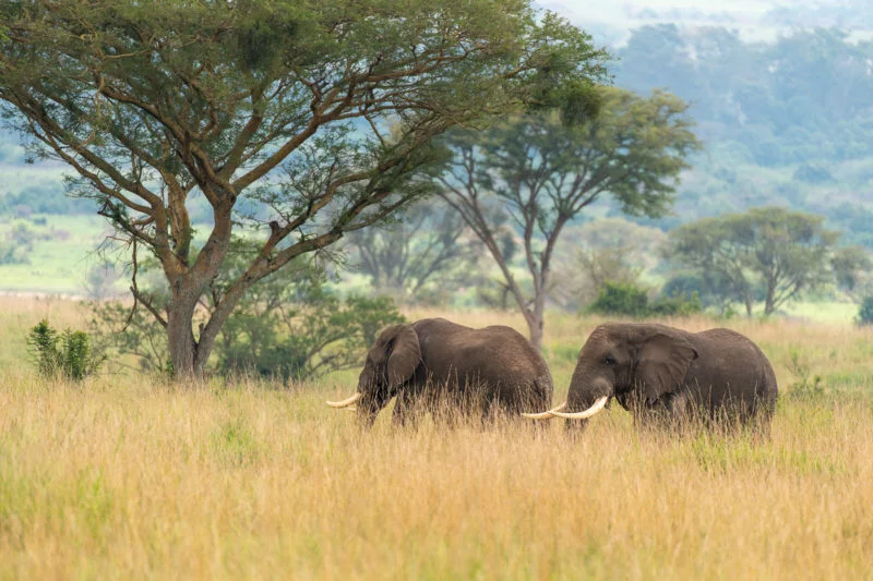 Elefant (Elephant)