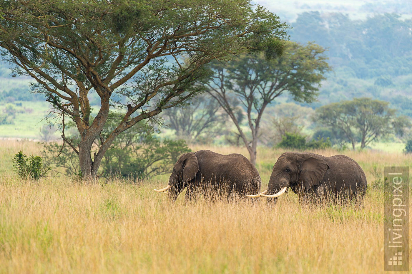 Elefant (Elephant)