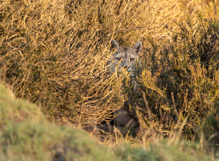 Puma (Cougar)