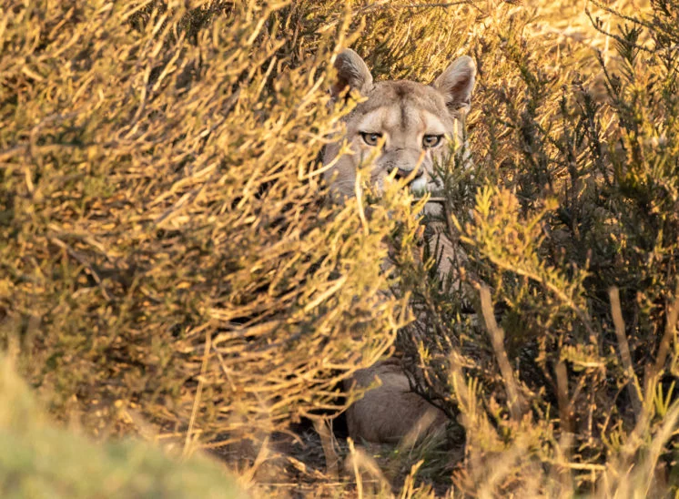 Puma (Cougar)