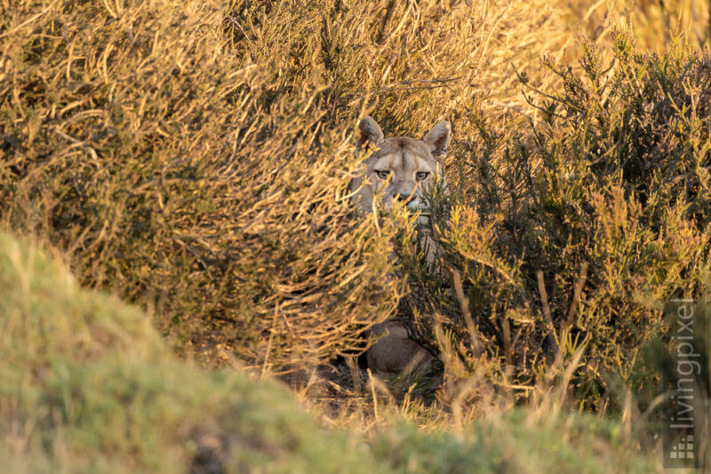 Puma (Cougar)