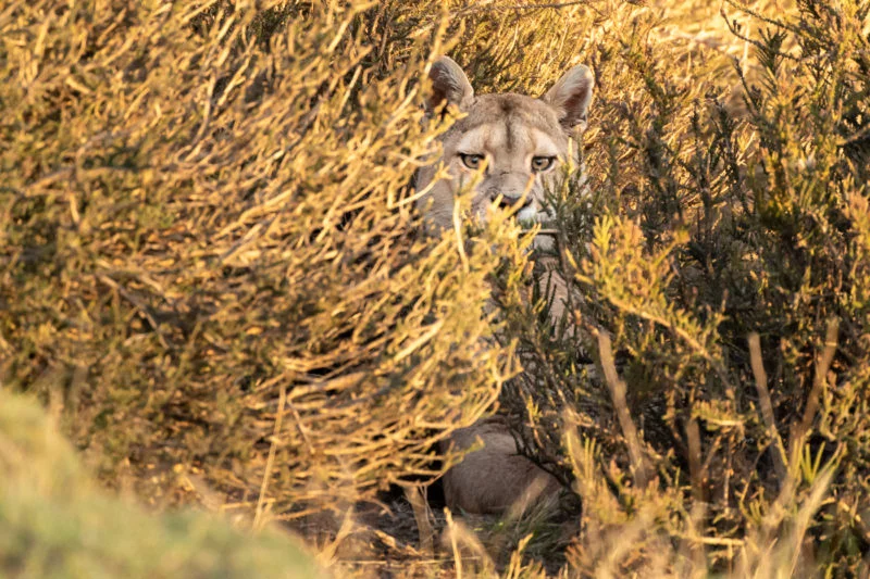 Puma (Cougar)