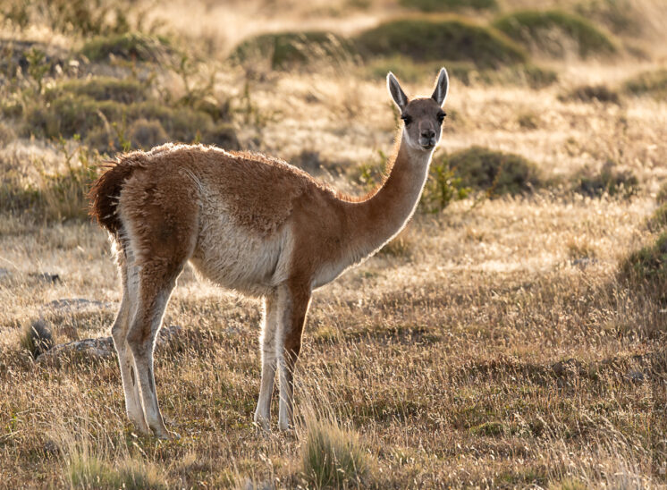 Guanako (Guanaco)