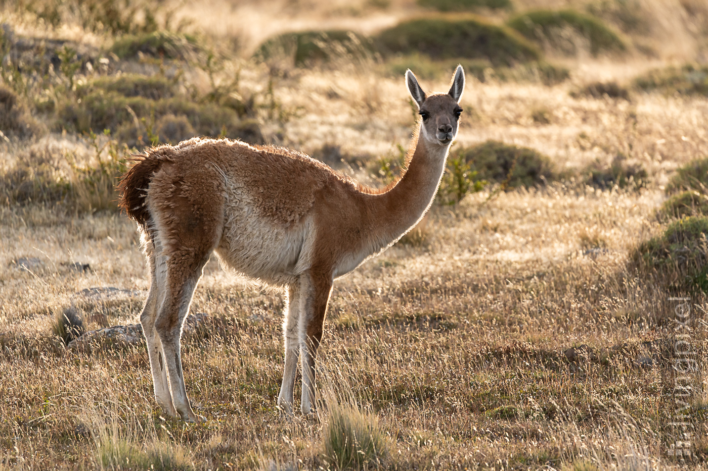 Guanako (Guanaco)