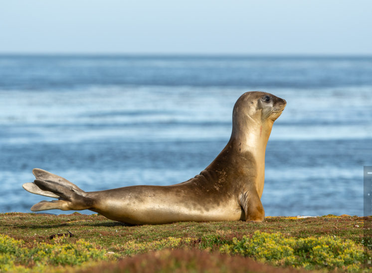 See-Elefant (Elephant seal)