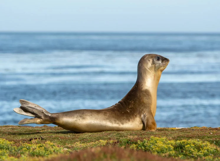 See-Elefant (Elephant seal)
