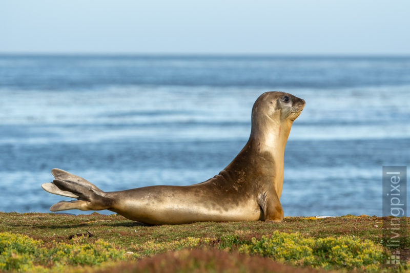 See-Elefant (Elephant seal)