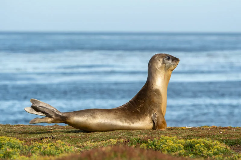 See-Elefant (Elephant seal)