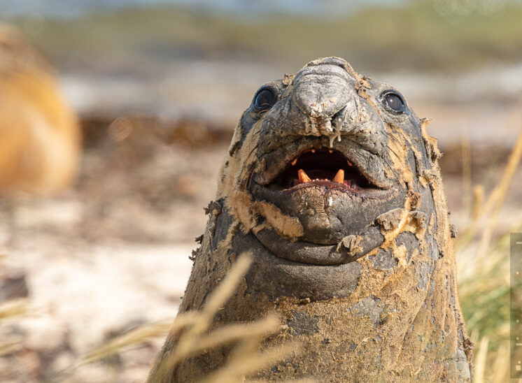 See-Elefant (Elephant seal)