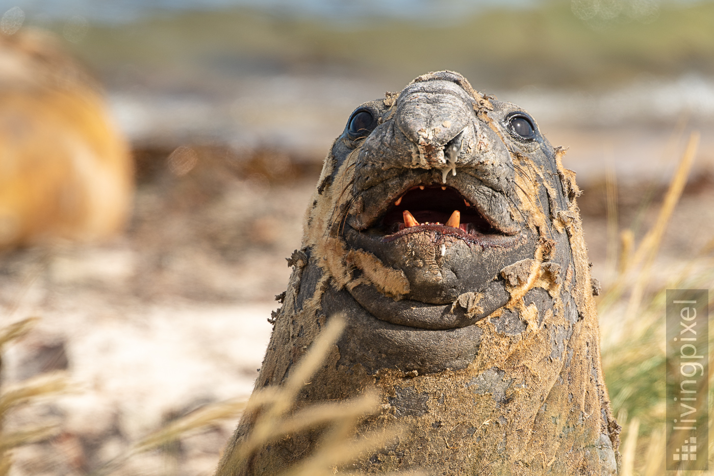 See-Elefant (Elephant seal)