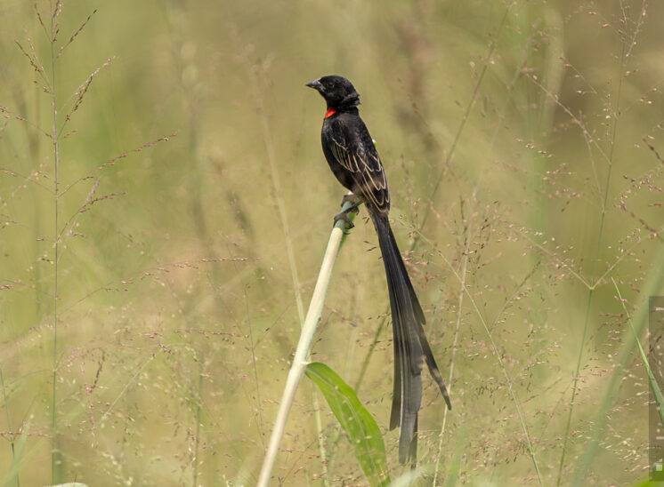 Schild-Wida (Red-collared widowbird (male))