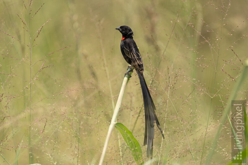 Schild-Wida (Red-collared widowbird (male))