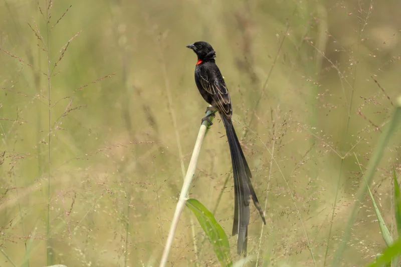 Schild-Wida (Red-collared widowbird (male))