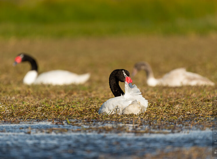 Schwarzhalsschwan (Black necked swan)