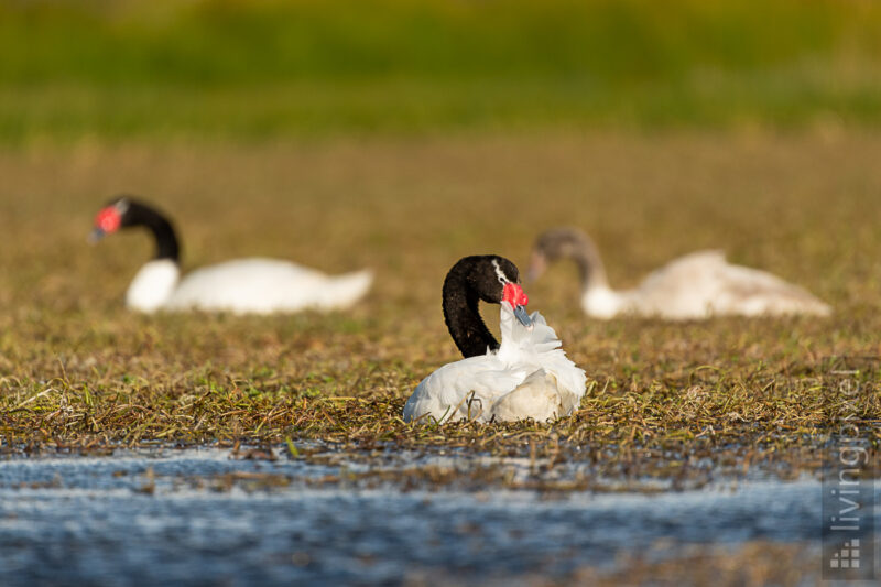 Schwarzhalsschwan (Black necked swan)