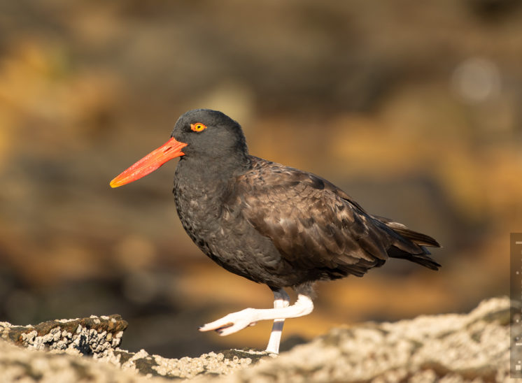 Südamerikanischer Austernfischer (Blackish oystercatcher)