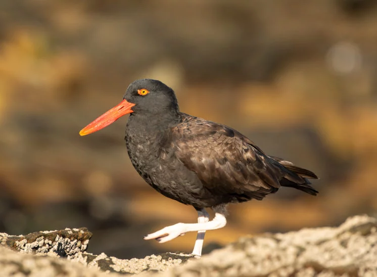 Südamerikanischer Austernfischer (Blackish oystercatcher)