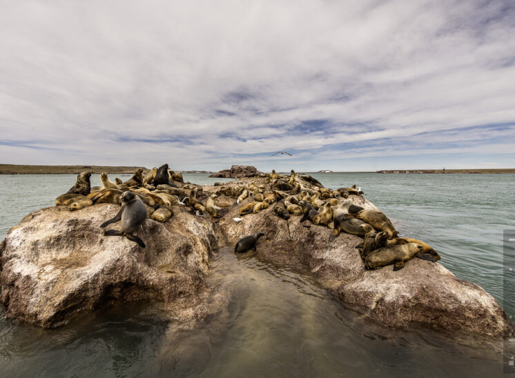 Südamerikanischer Seelöwe (South American sea lion)