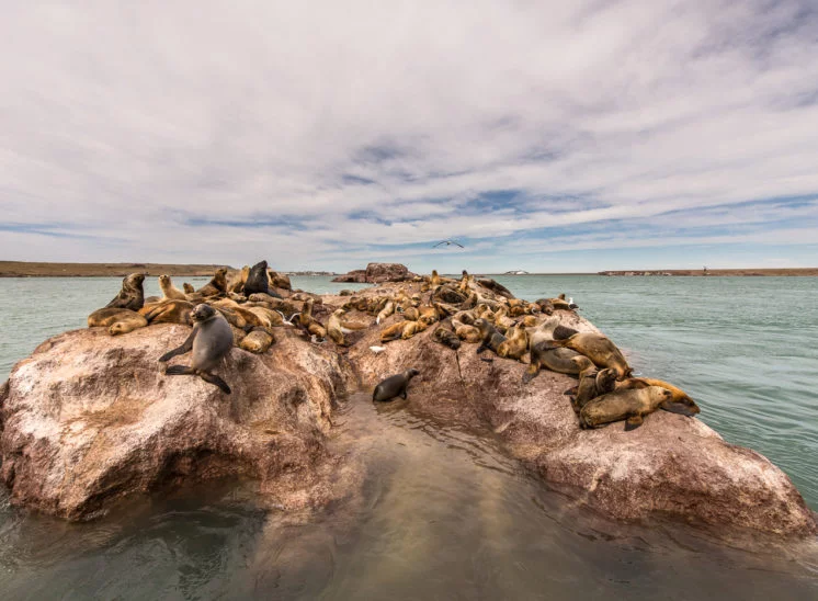 Südamerikanischer Seelöwe (South American sea lion)