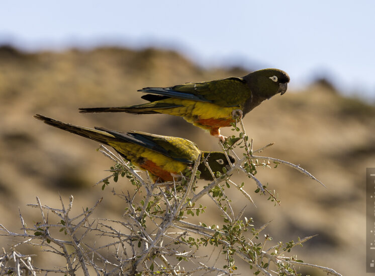 Felsensittich (Burrowing parrot)