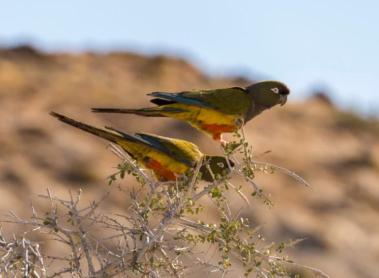 Felsensittich (Burrowing parrot)